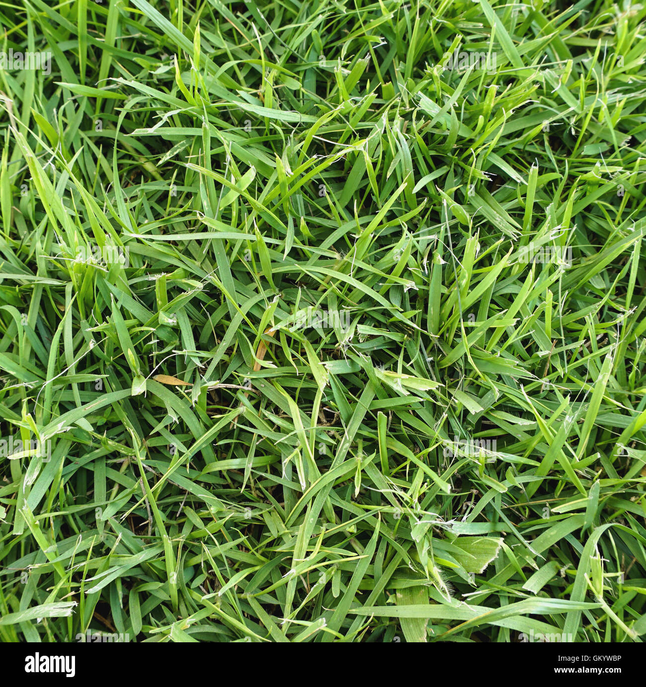 Close up of fresh green grass background Stock Photo - Alamy