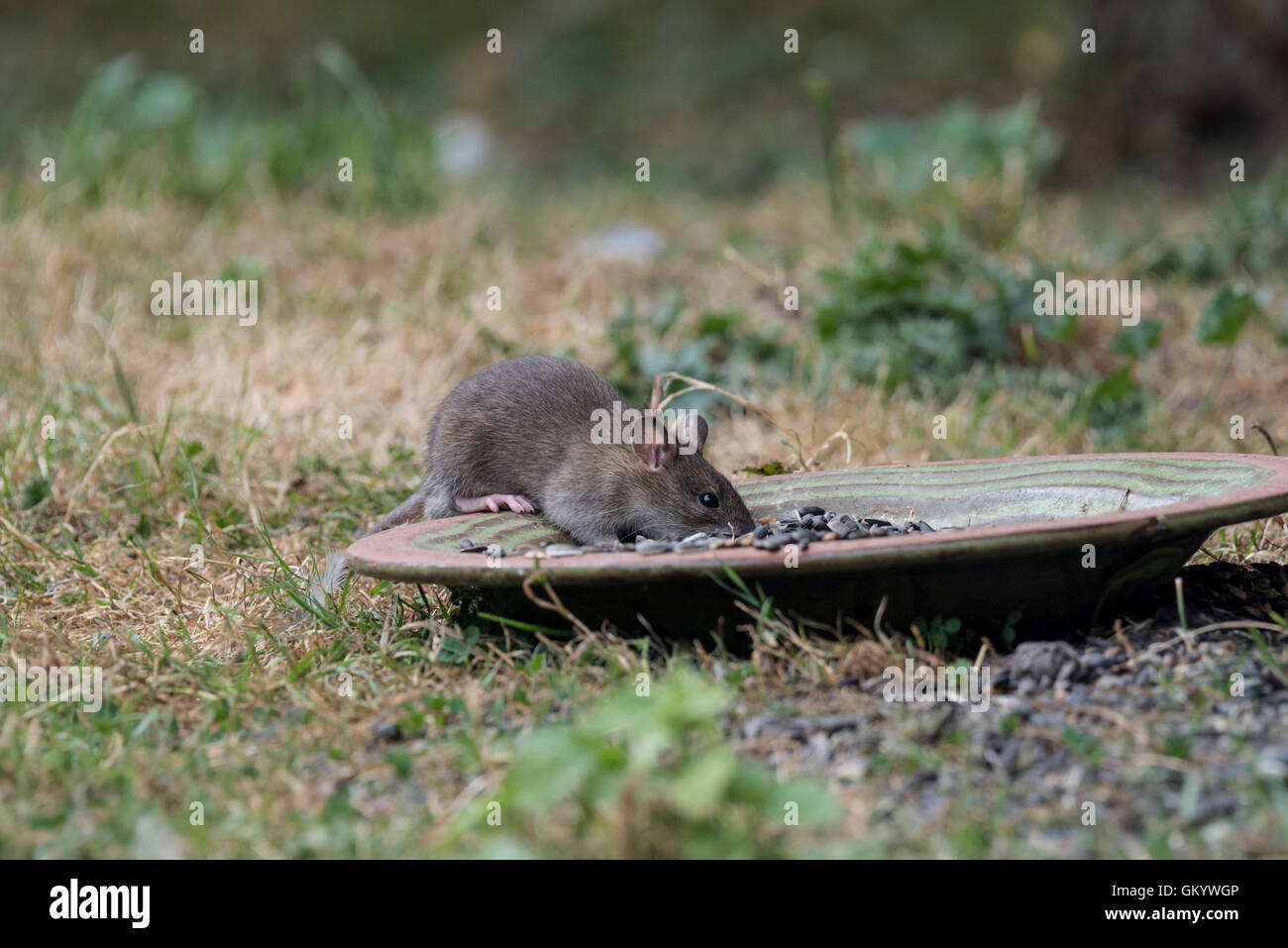 Rattus rattus black hires stock photography and images Alamy