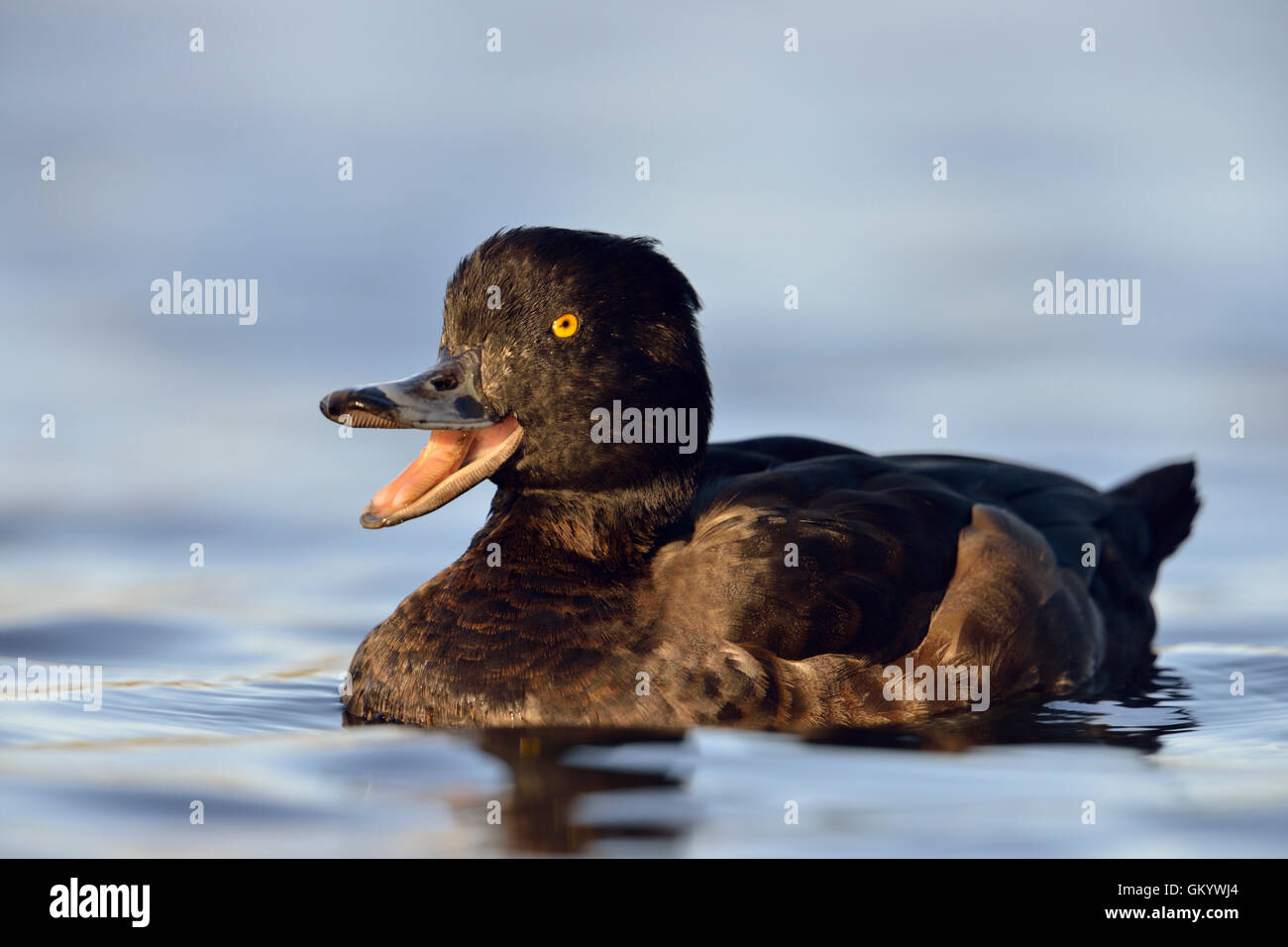Tufted Duck / Reiherente ( Aythya fuligula ), female, looks quite funny with its wide open beak, looks like laughing. Stock Photo