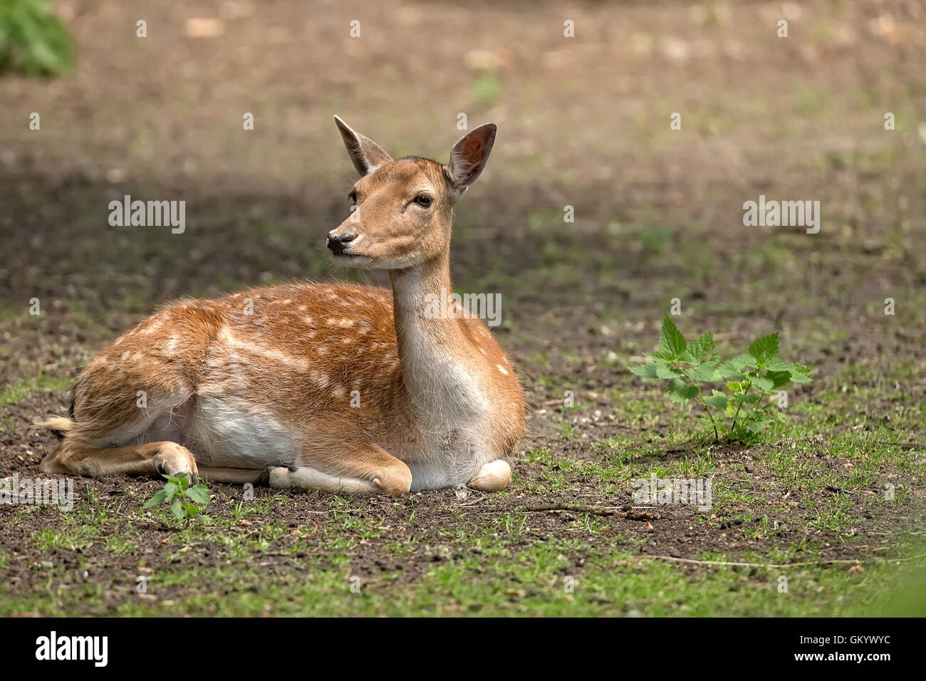 Fallow deer resting in the wild Stock Photo