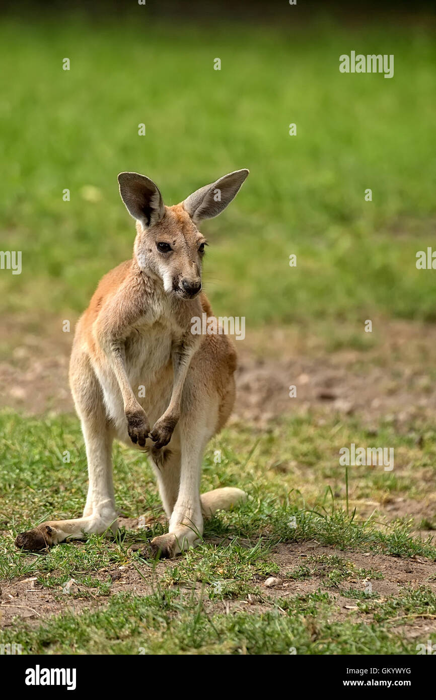 Kangaroo in the wild Stock Photo