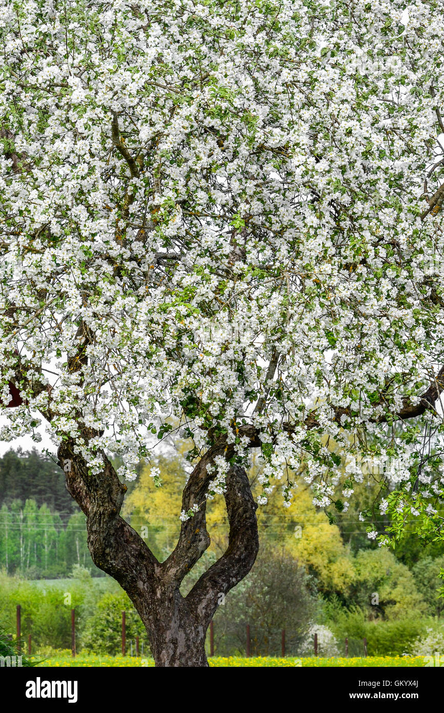 apple tree, spring, full of blooms Stock Photo Alamy