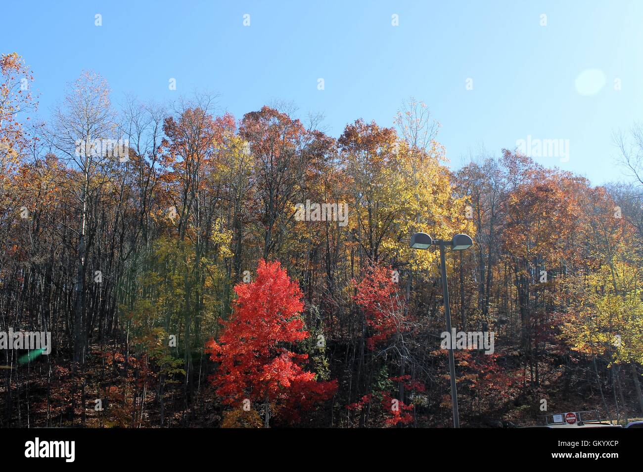A forest on a beautiful autumn day. Blue sky and colorful trees Stock ...