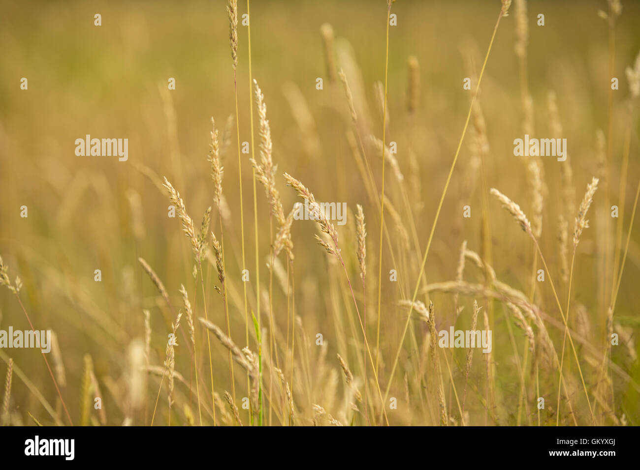 Tall meadow grasses. Stock Photo