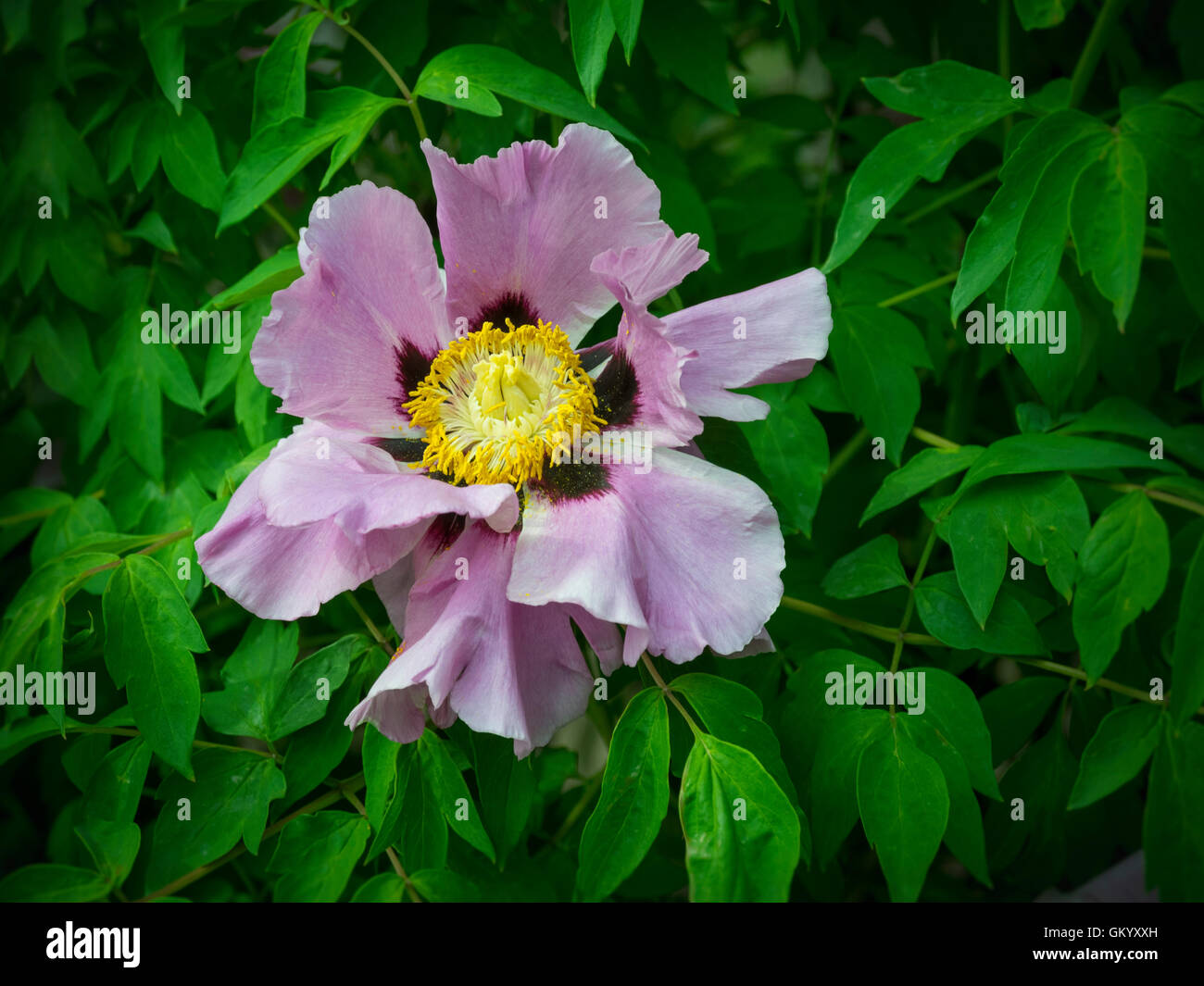 Peony flower in bloom Stock Photo - Alamy