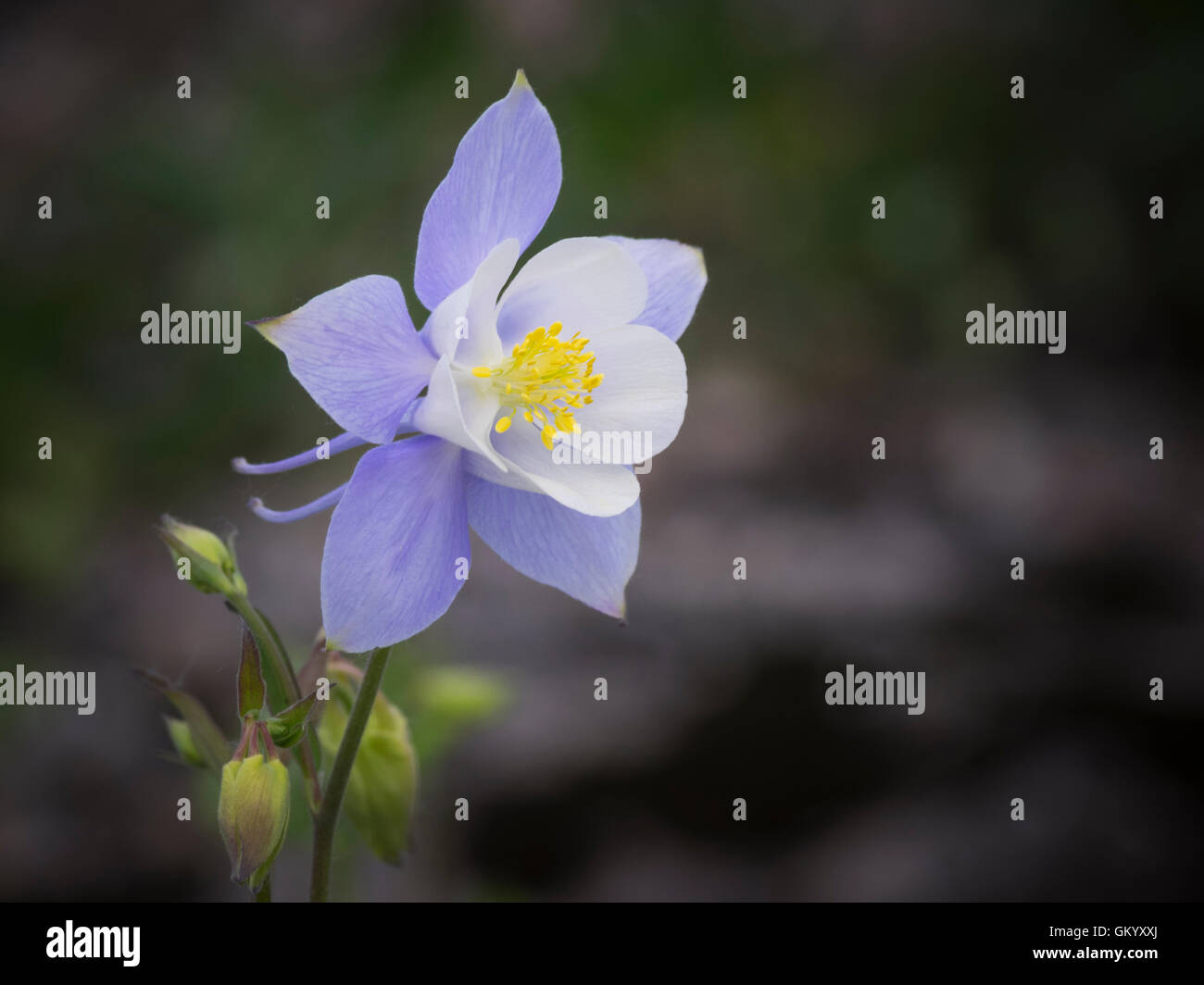 Columbine flower in bloom Stock Photo