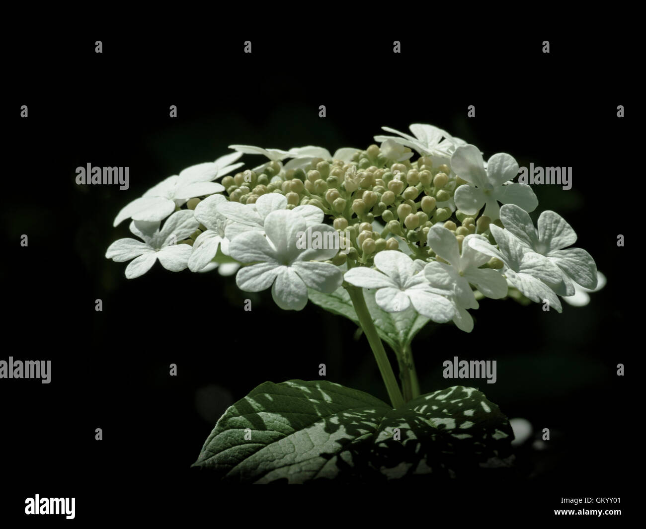 Viburnum flower in bloom Stock Photo