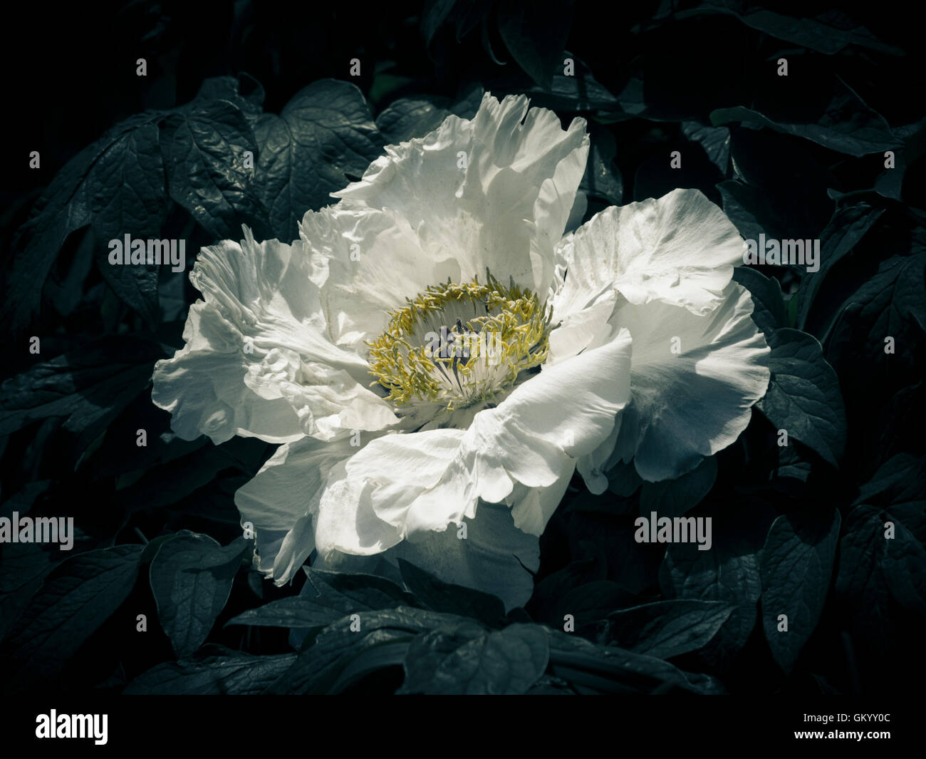 White peony in bloom Stock Photo - Alamy