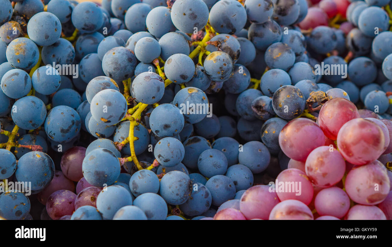 Grape, full frame Stock Photo