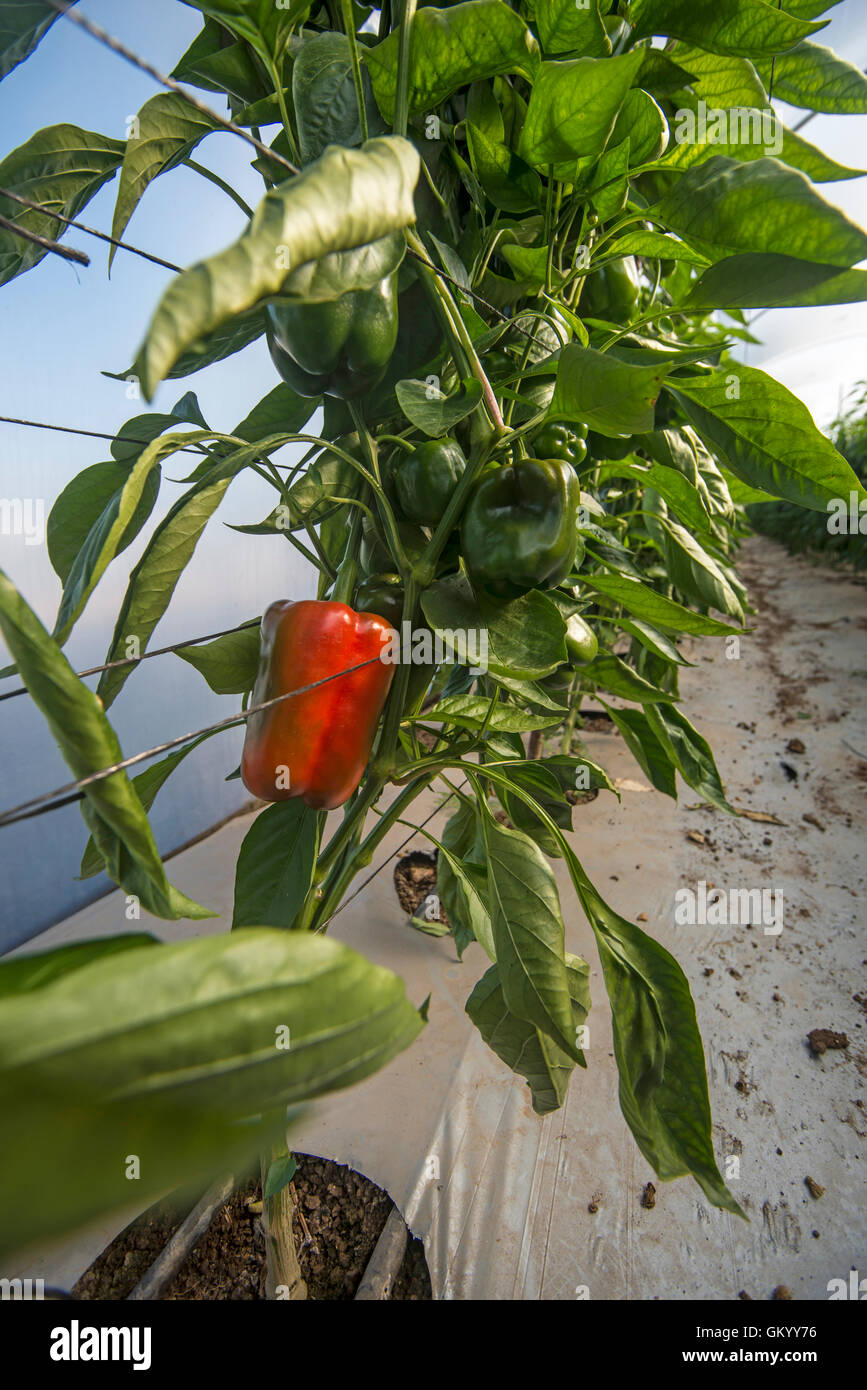 Red bell pepper plantation in greenhouse Stock Photo Alamy