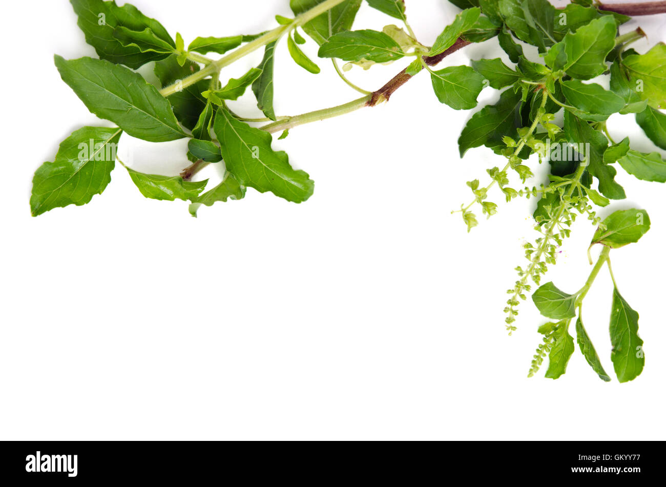 Basil leaf herb border (Other names are Ocimum basilicum, great basil, Saint-Joseph's-wort, Basil Lamiaceae, thyrsiflora, lemon Stock Photo