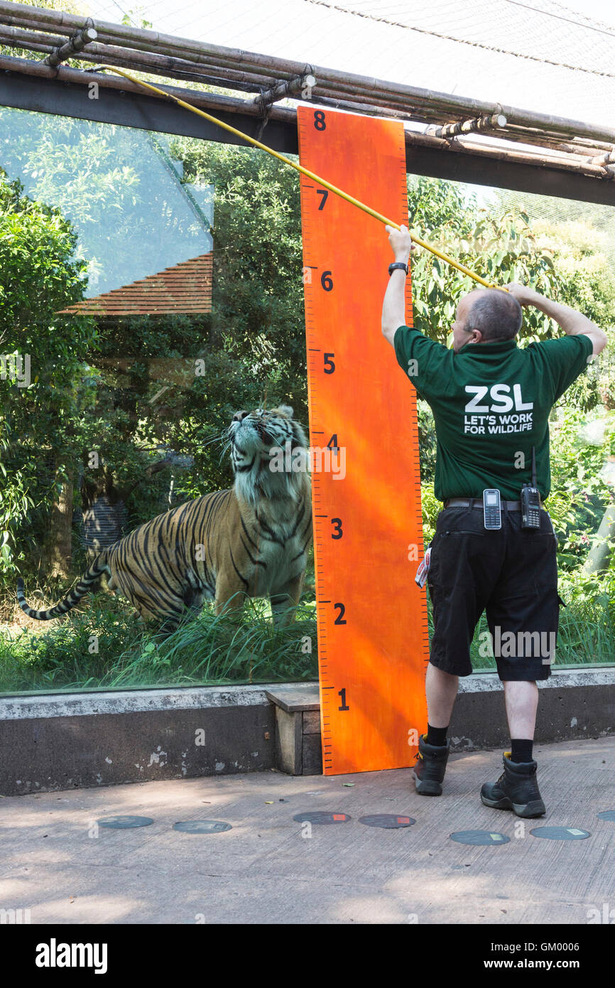 Sumatra tiger zookeeper hi-res stock photography and images - Alamy