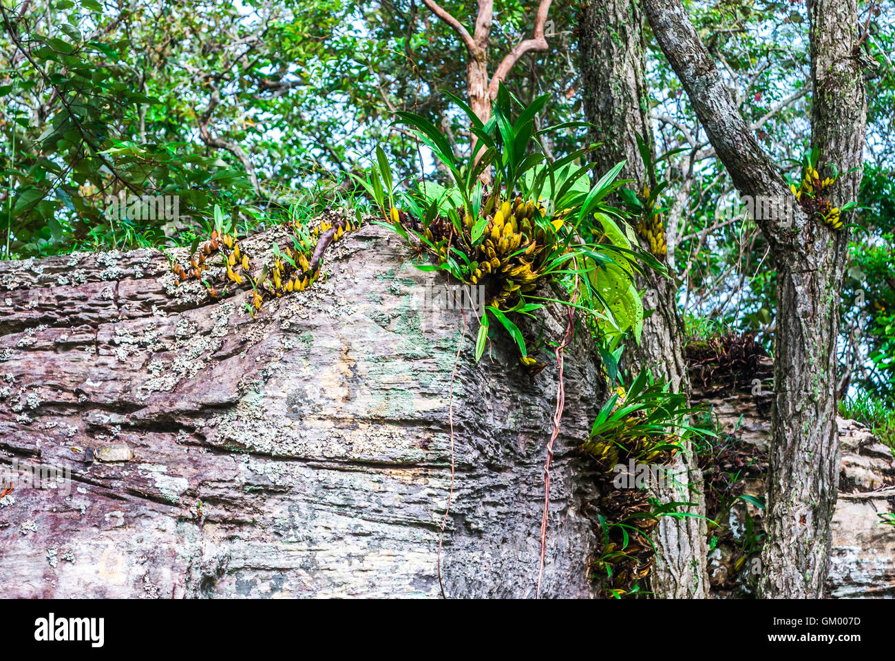 Wild Orchid Growing on Cliff in Forest [Dendrobium] Stock Photo