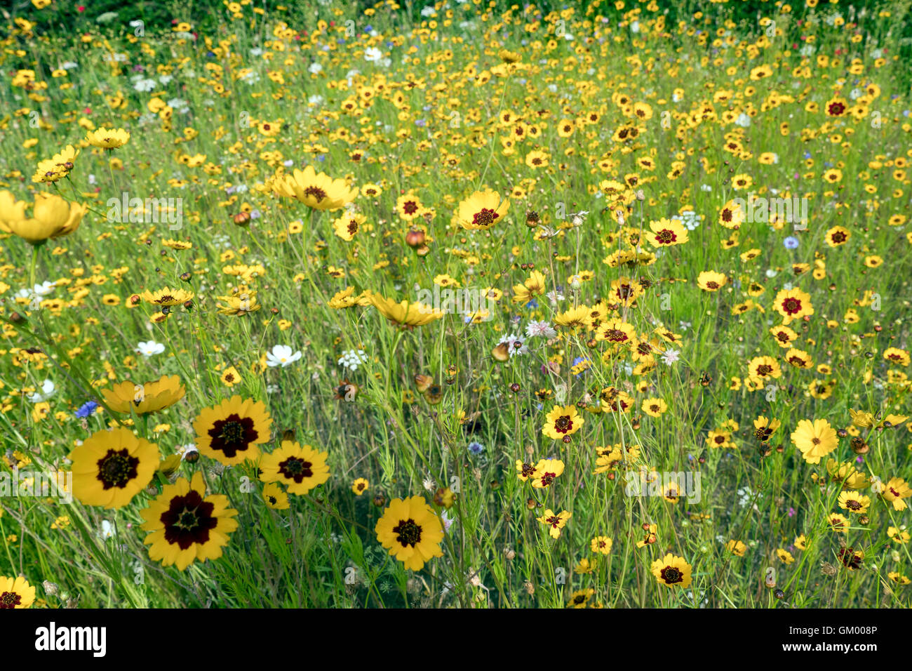 Wild flower meadow Stock Photo - Alamy
