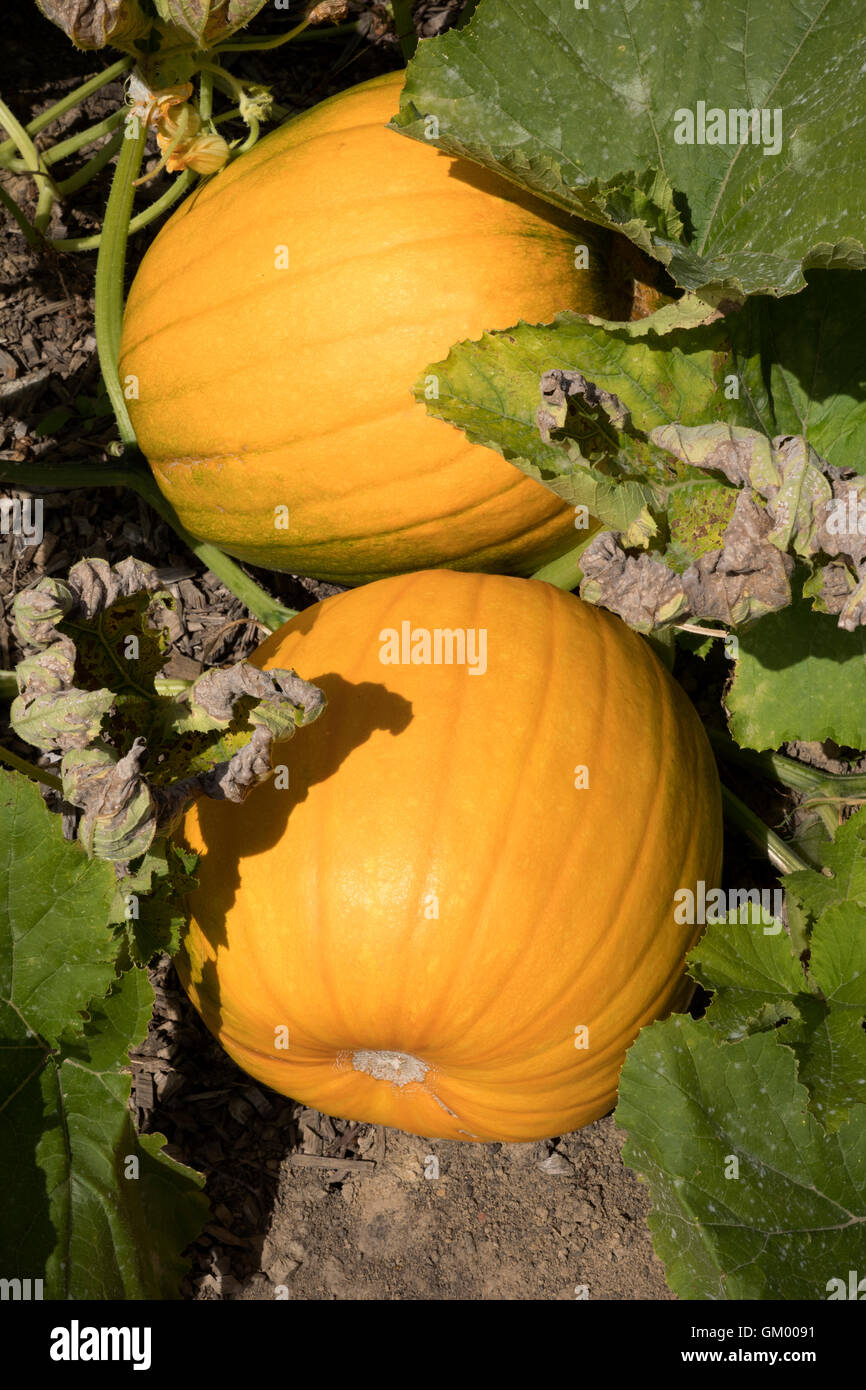 Pumpkins growing in a field in the UK Stock Photo - Alamy