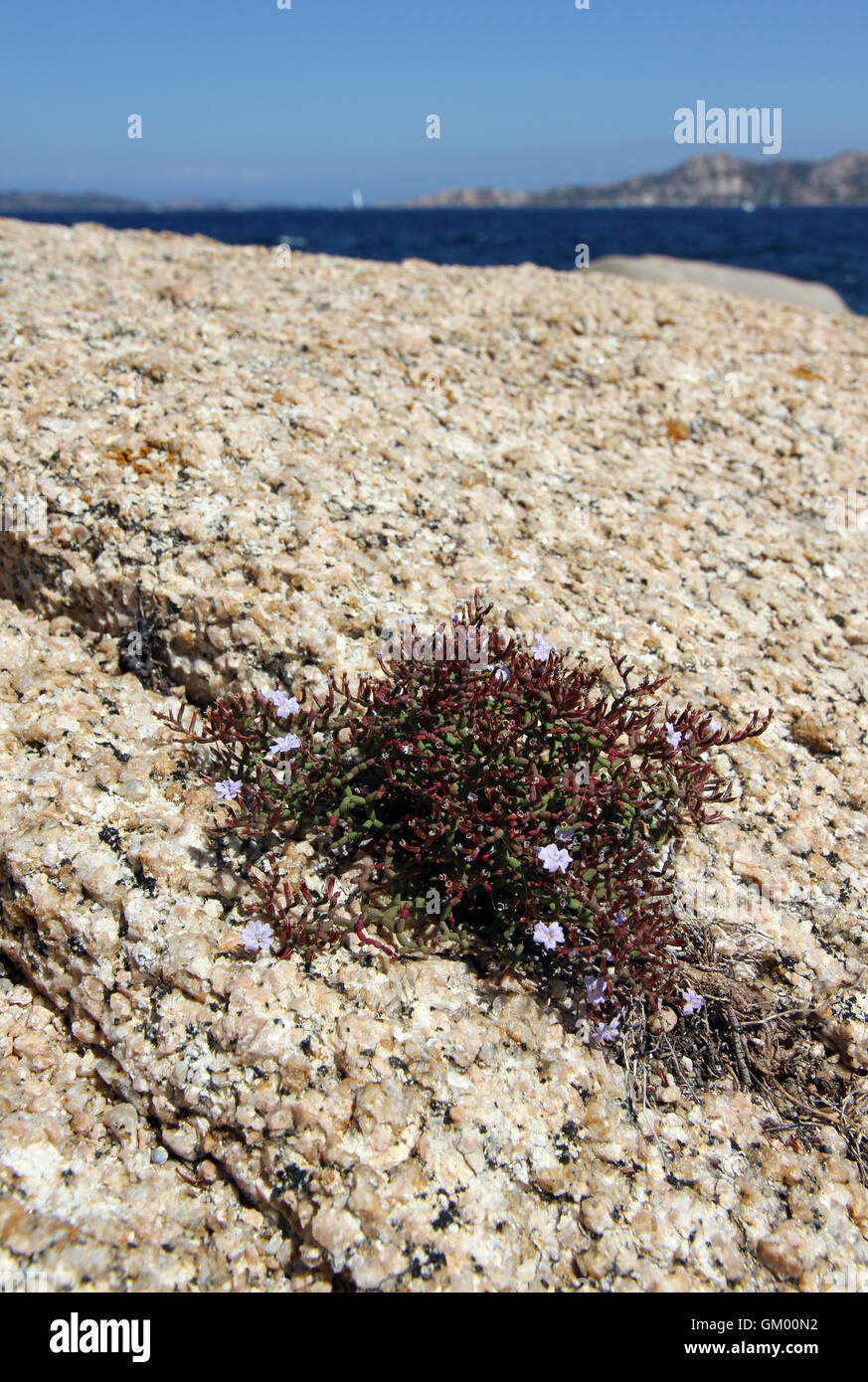 Mediterranean flowers in granite, Sardinia Stock Photo