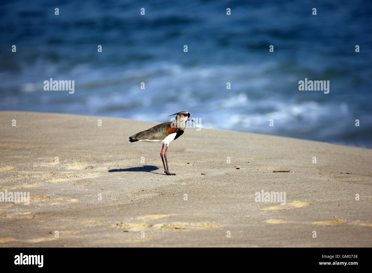 Southern lapwing or Vanellus chilensis on the beach at Maresias, Brazil Stock Photo