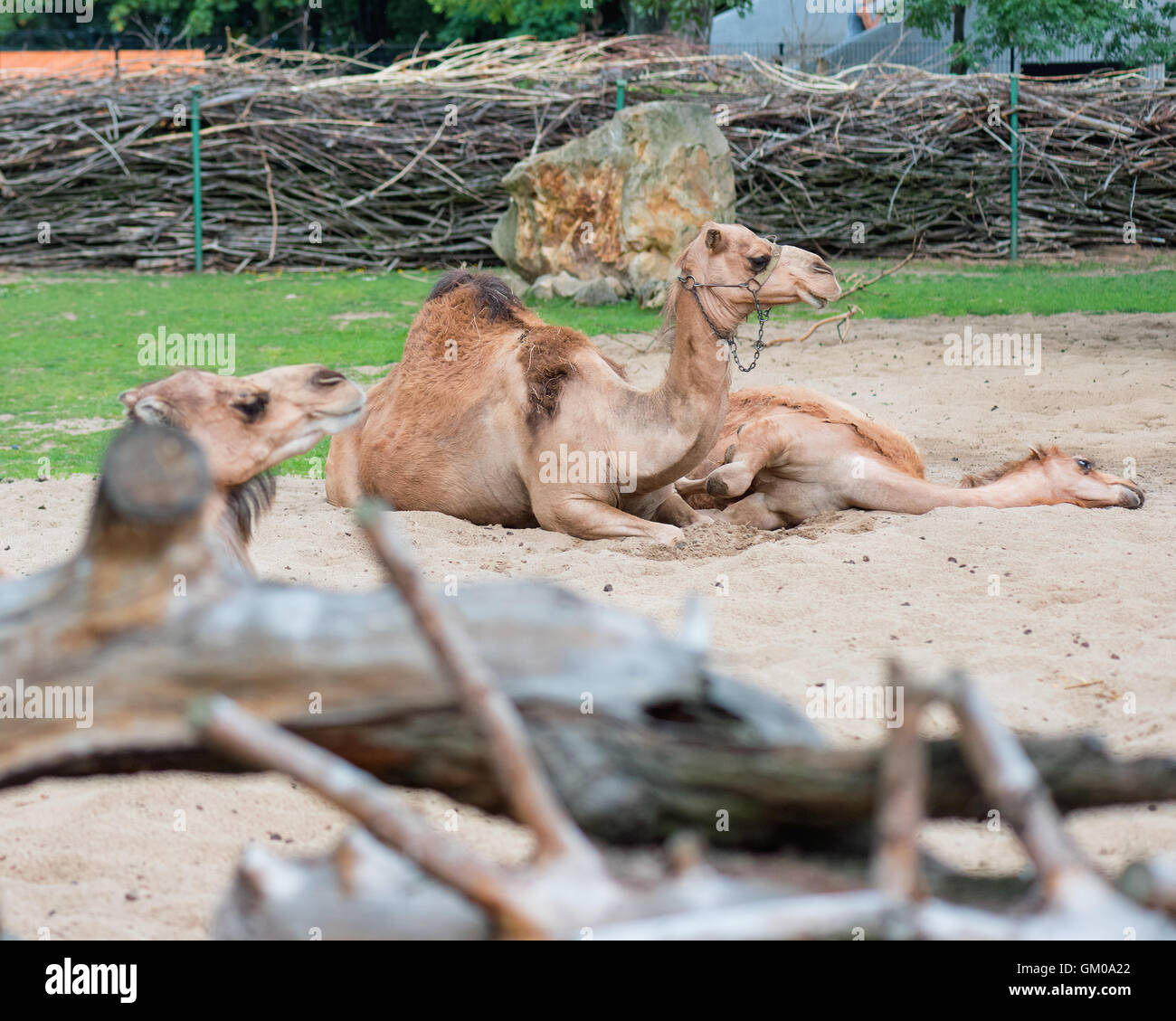 Camel milk hi-res stock photography and images - Alamy