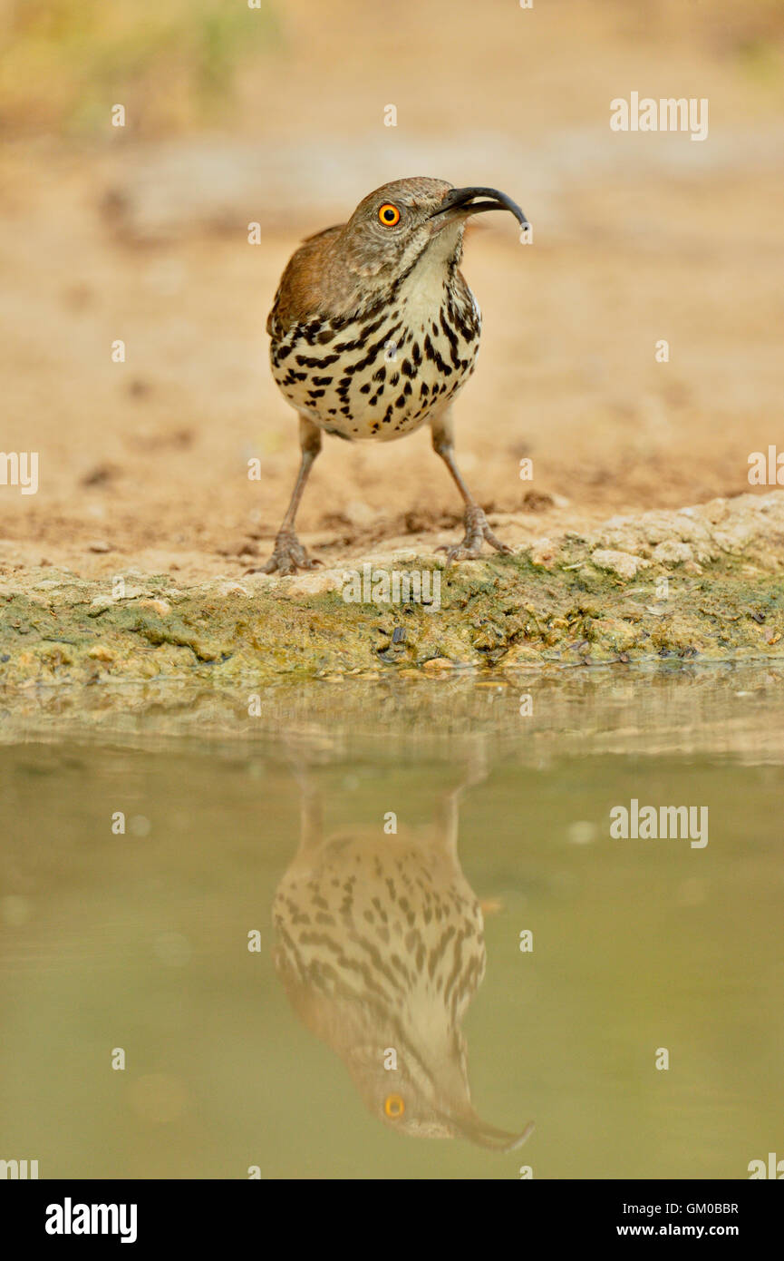 Deformed animals hi-res stock photography and images - Alamy