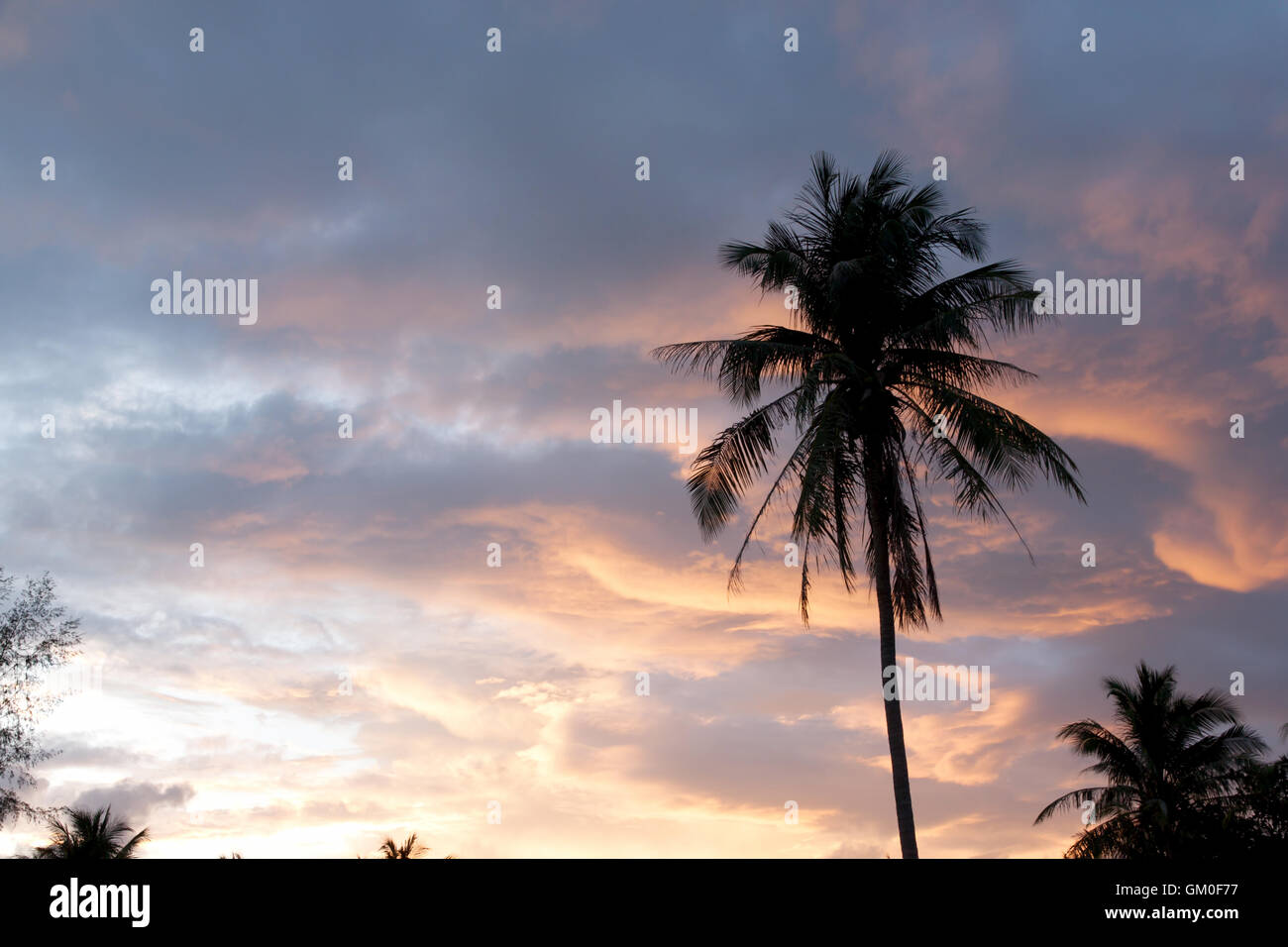 Coconut palm trees hi-res stock photography and images - Alamy