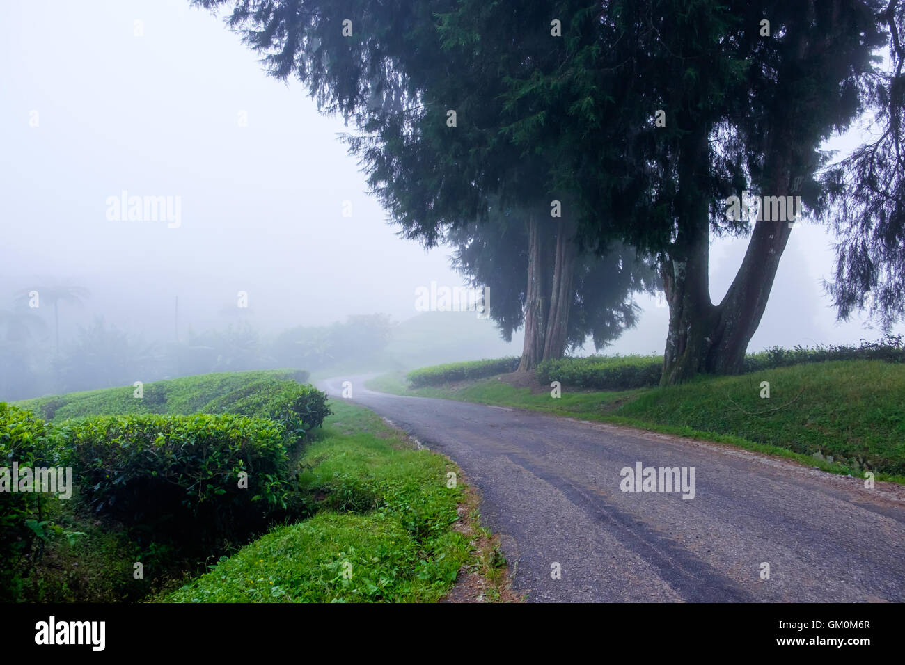Winding road with tea plantation and fog at Cameron Highlands, Malaysia. Stock Photo