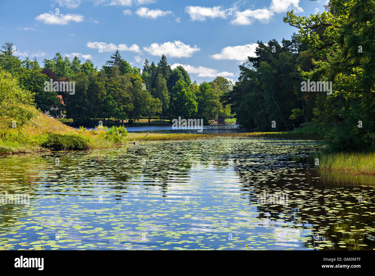 Image of lake full of lily pads. Helgasjon, Sweden Stock Photo - Alamy