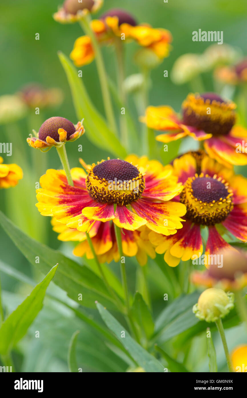 Helenium autumnale sneezeweed hi-res stock photography and images - Alamy
