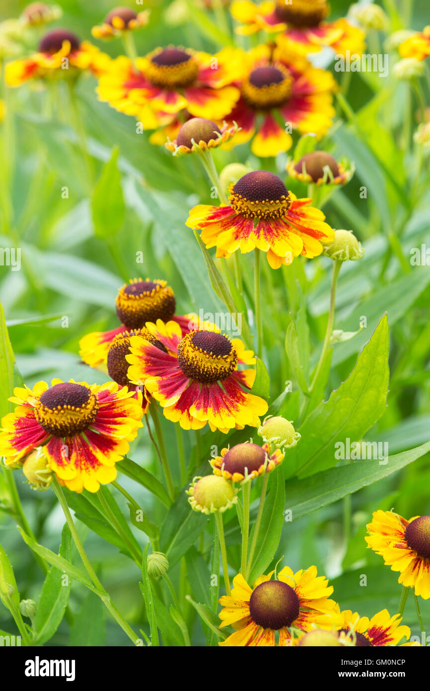 Helenium leaves hi-res stock photography and images - Alamy