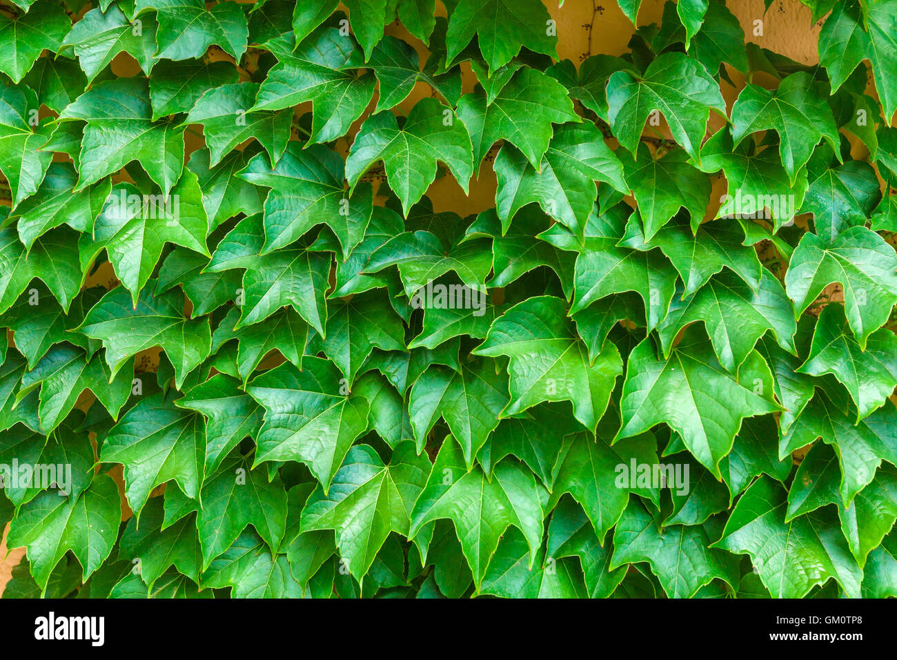 Grape leaves background Stock Photo - Alamy