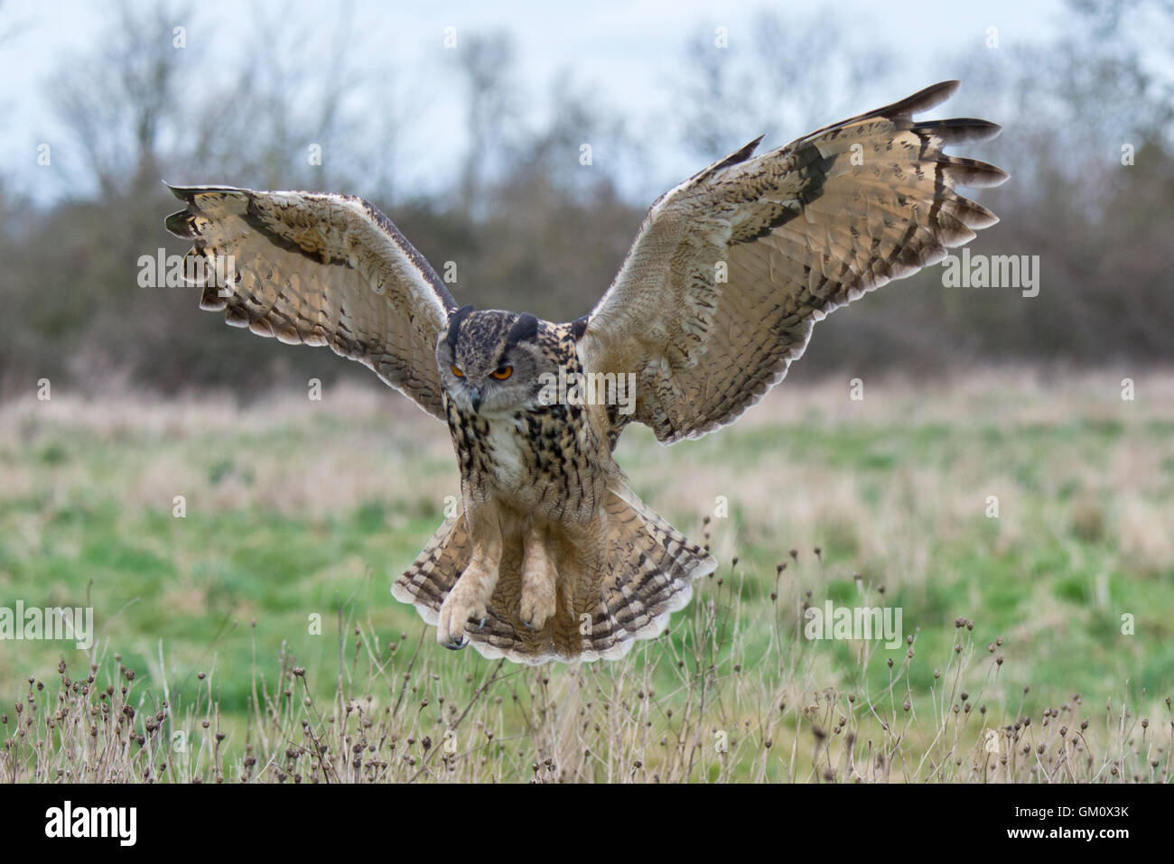 An eagle owl coming in to land on the ground at the Barn Owl Centre of ...