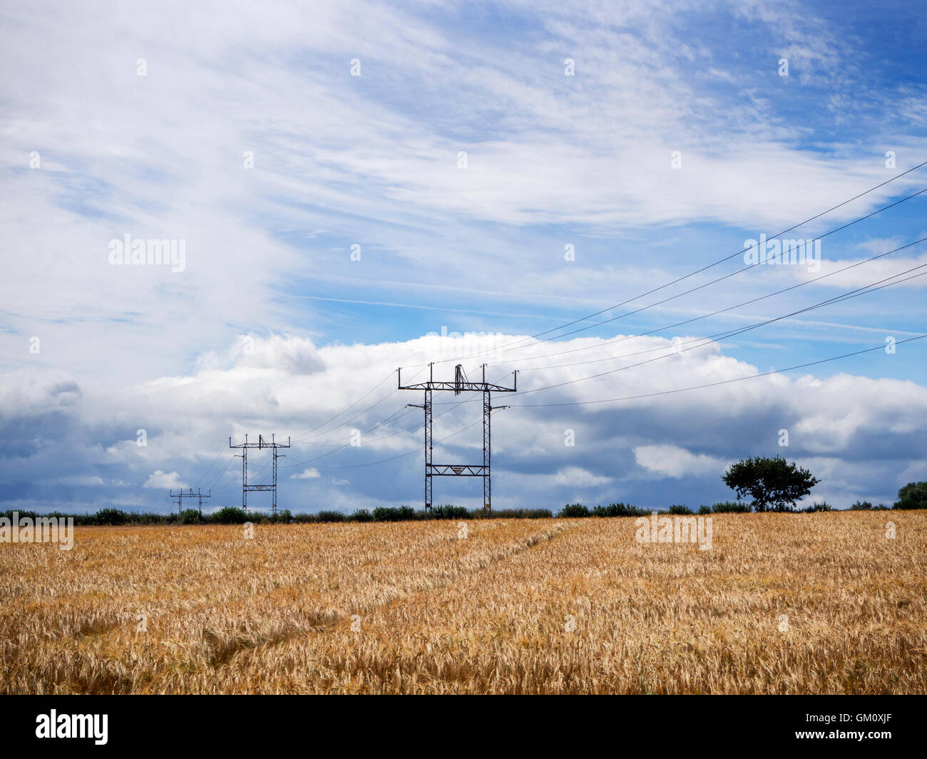 Power Lines Striding Across a Barley Field near Boroughbridge North Yorkshire England Stock Photo