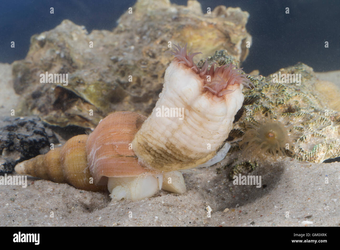 Parasitenrose, Gefingerte Witwenrose, sitzt auf Neptunschnecke (Neptunea), Hormathia digitata, Hormathia margaritae, Tealia digi Stock Photo