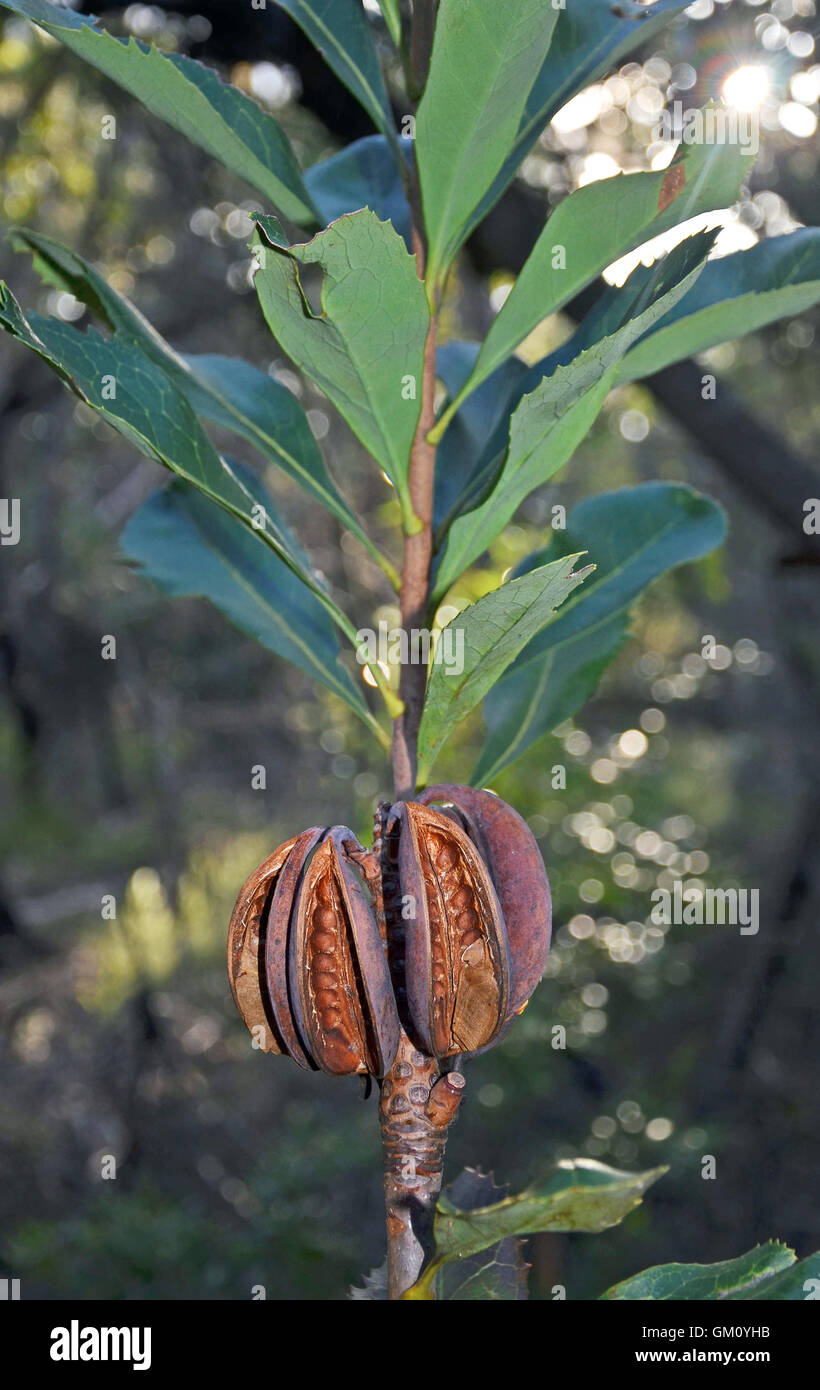 Australian Waratah (Telopea speciosissima) seed pods, Royal National Park, Sydney Stock Photo