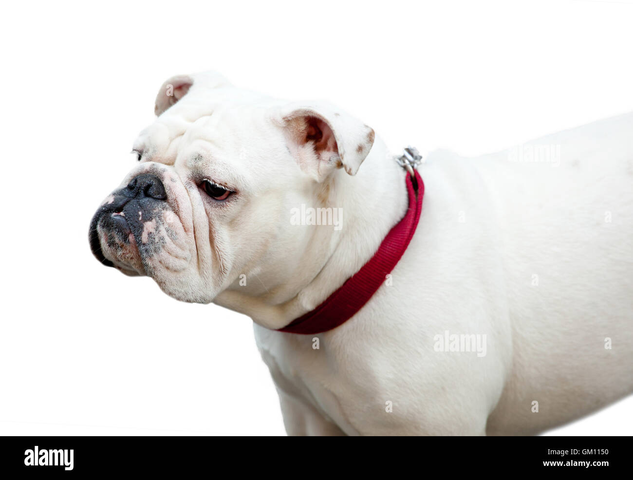 Portrait of a  Bulldog isolated on white background. Stock Photo