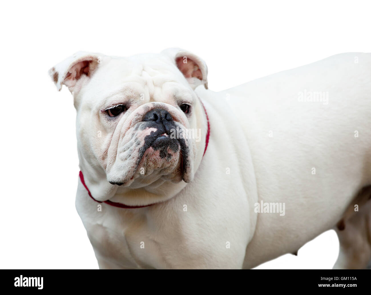 Portrait of a  Bulldog isolated on white background. Stock Photo