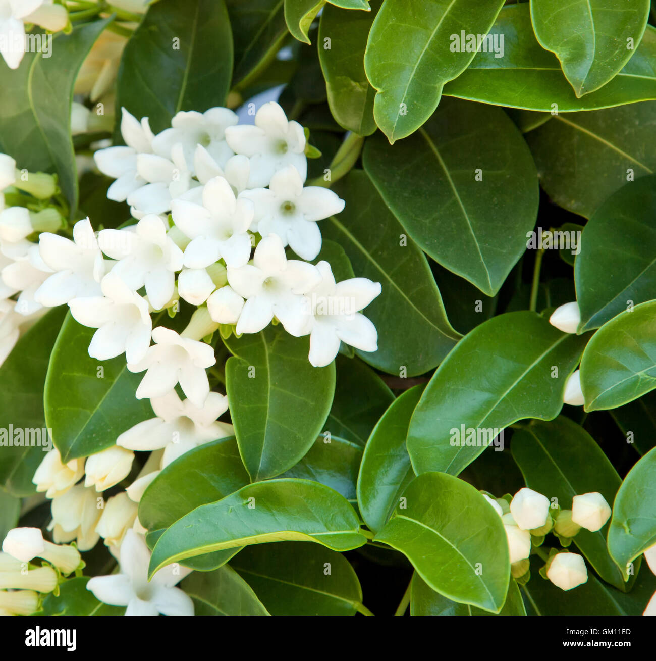 Plant of white Jasmine, outdoor shot in a sunny day Stock Photo Alamy