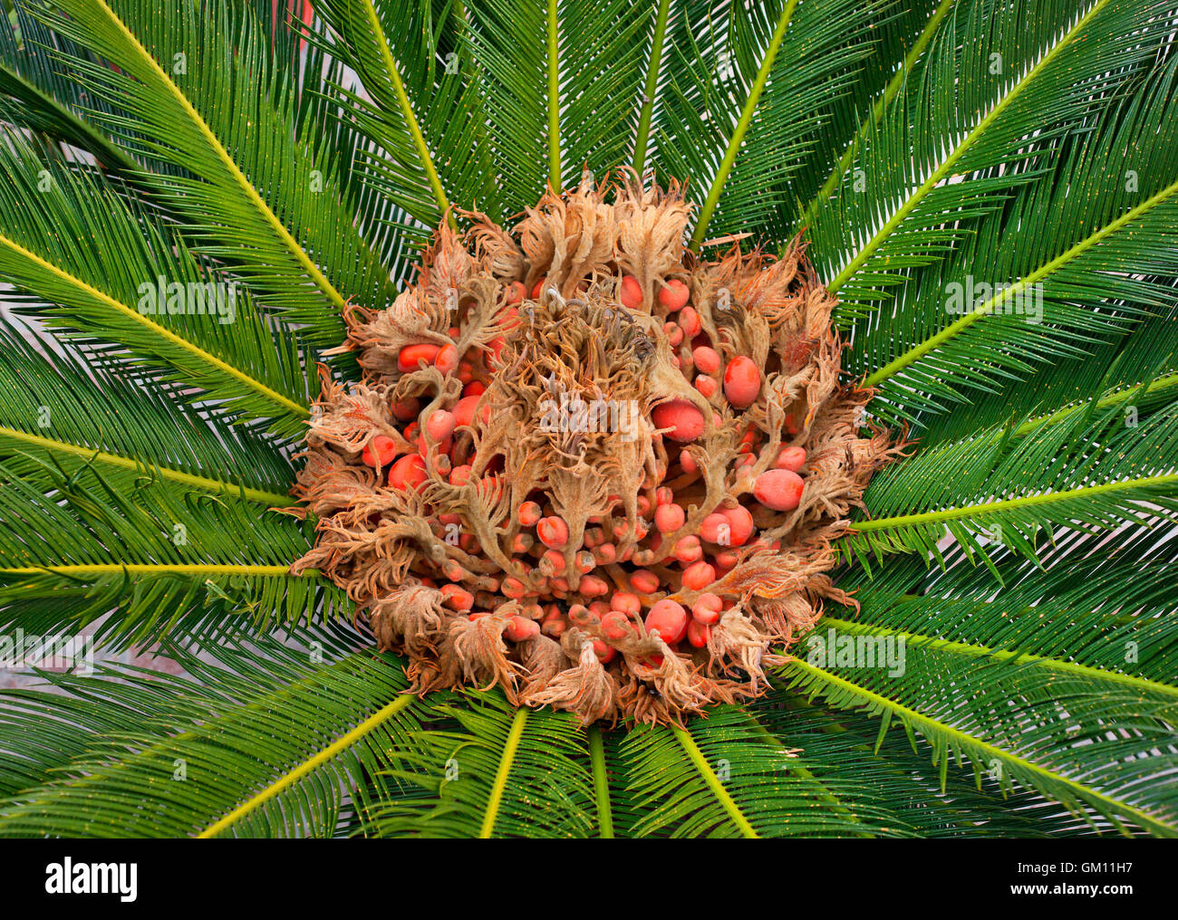Close up of cycas reproductive parts, female cone and seeds Stock Photo ...