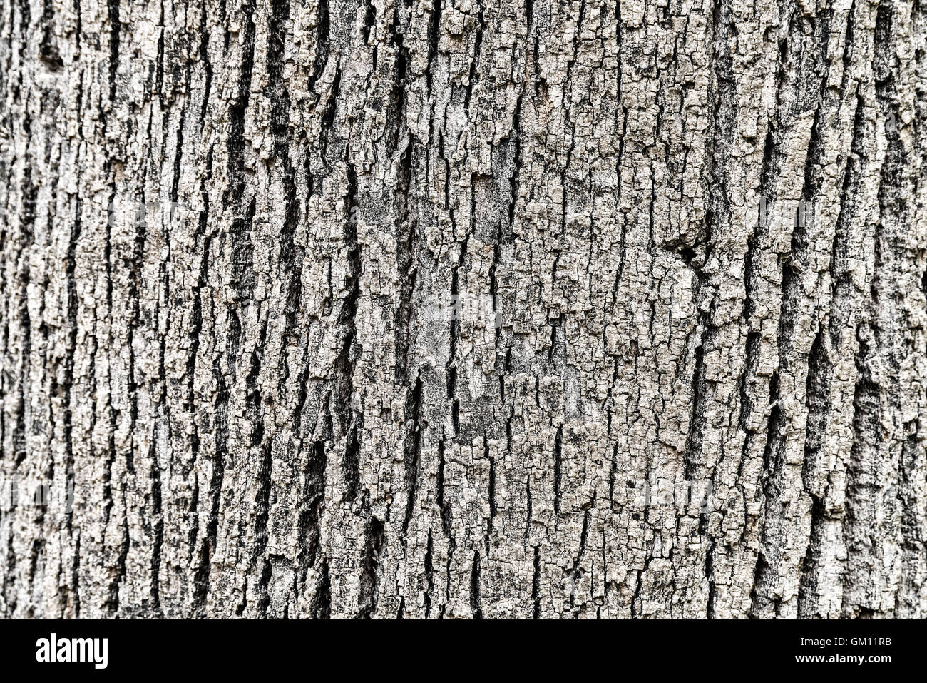 Tree Bark Background Texture Stock Photo