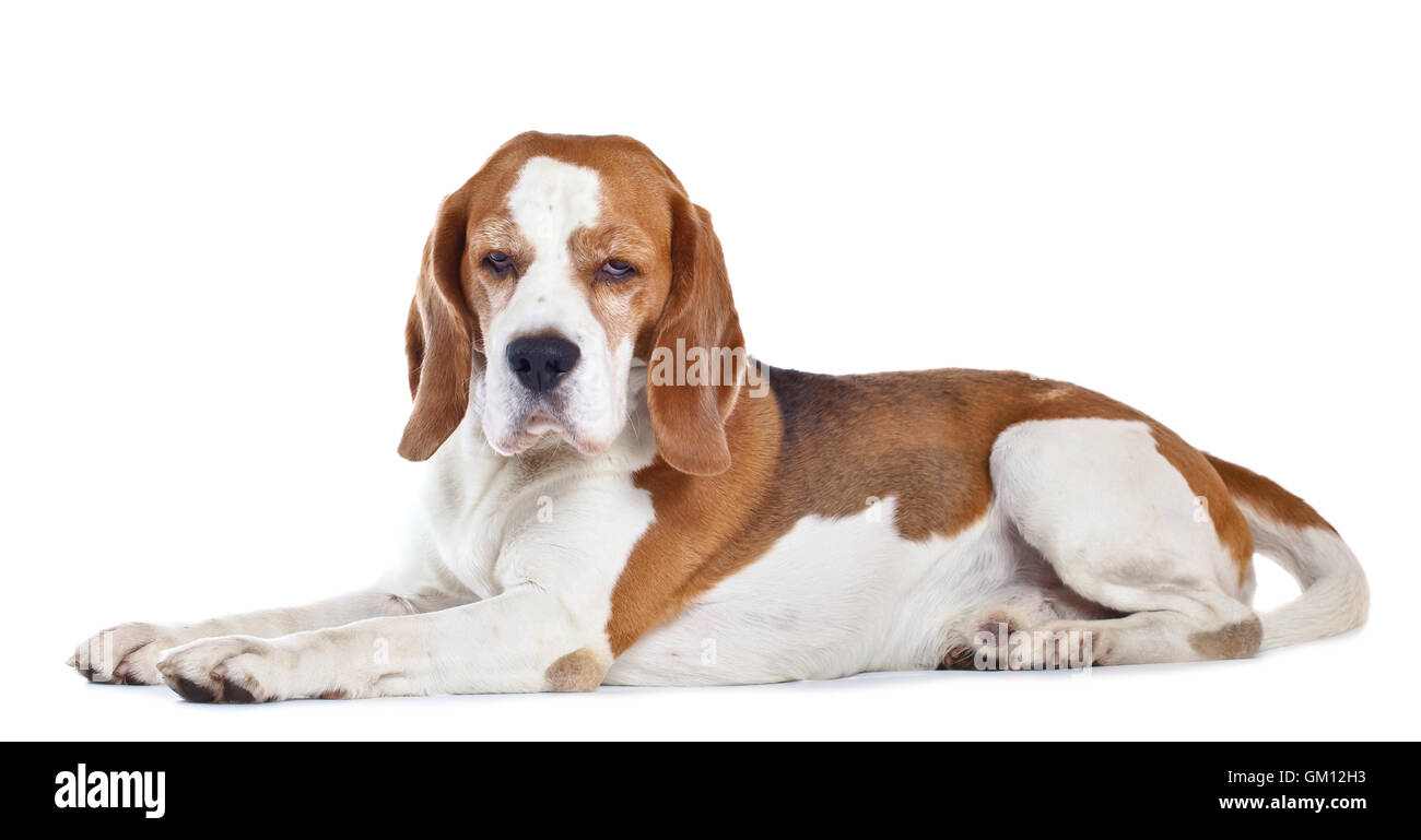 cute beagle isolated on a white background Stock Photo - Alamy