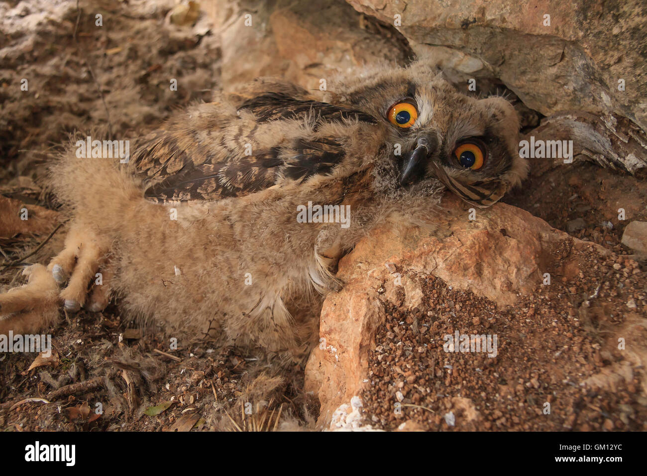 Juvenile Eurasian eagleowl on the nest, and afraid of the photographer