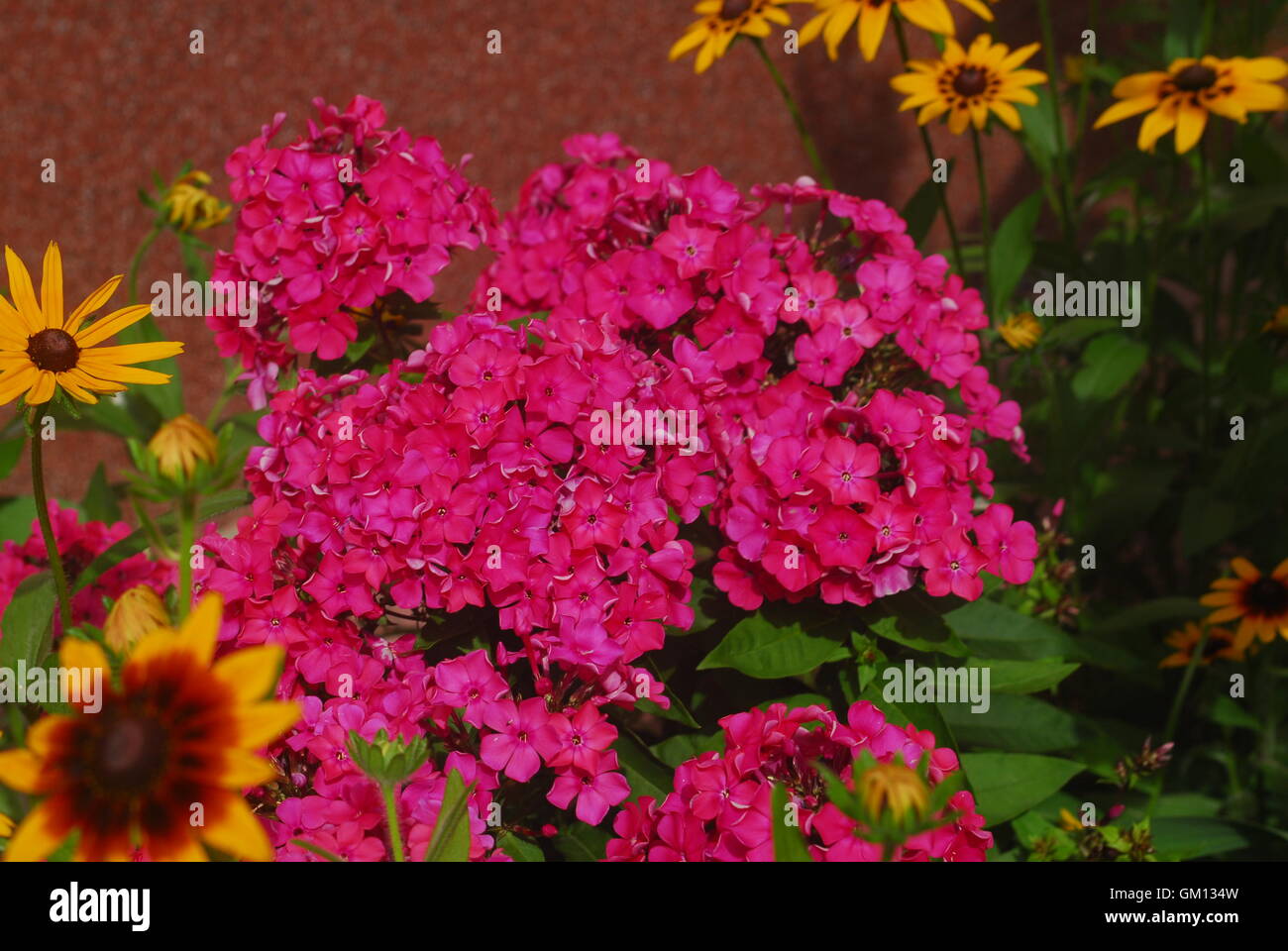 Phlox, phlox paniculata Stock Photo - Alamy