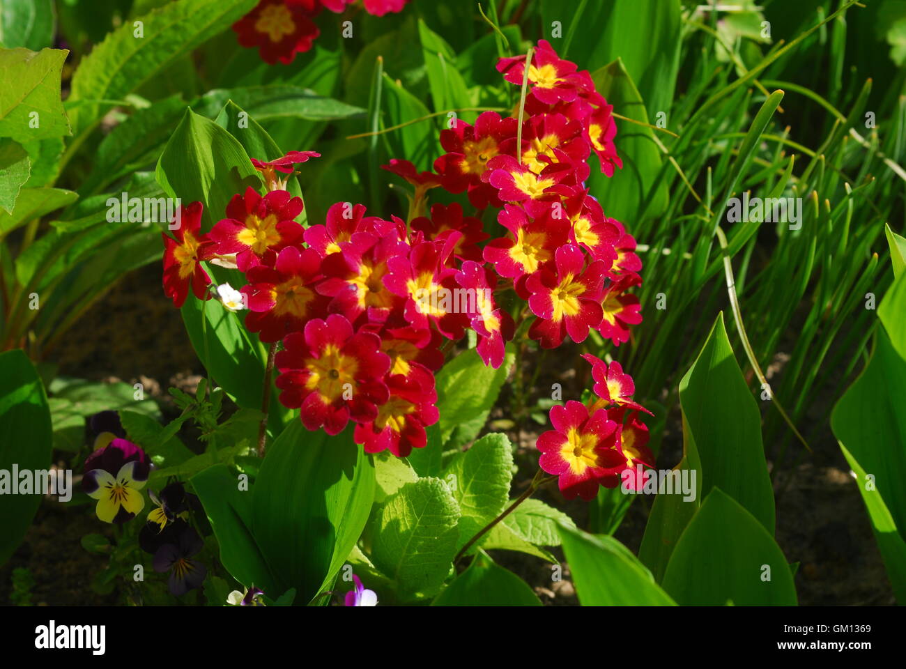 Red primrose, primula, primula acaulis, blossom primula Stock Photo
