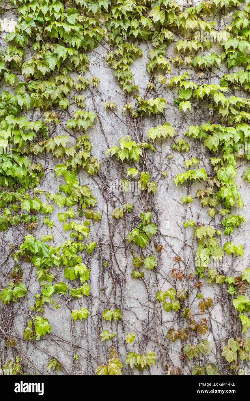 Vine plant (or climber or creeper) on a concrete wall. Stock Photo
