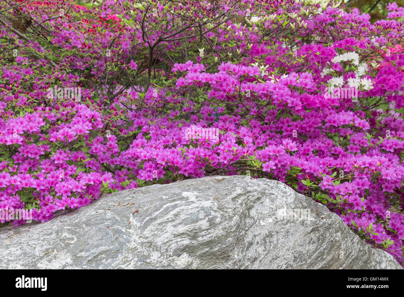 Blossom rock hi-res stock photography and images - Alamy