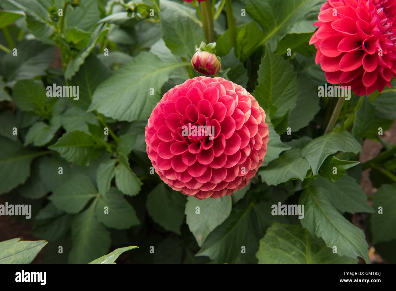 Ball Dahlia 'Cornel' in a Garden in Somerset, England,UK Stock Photo