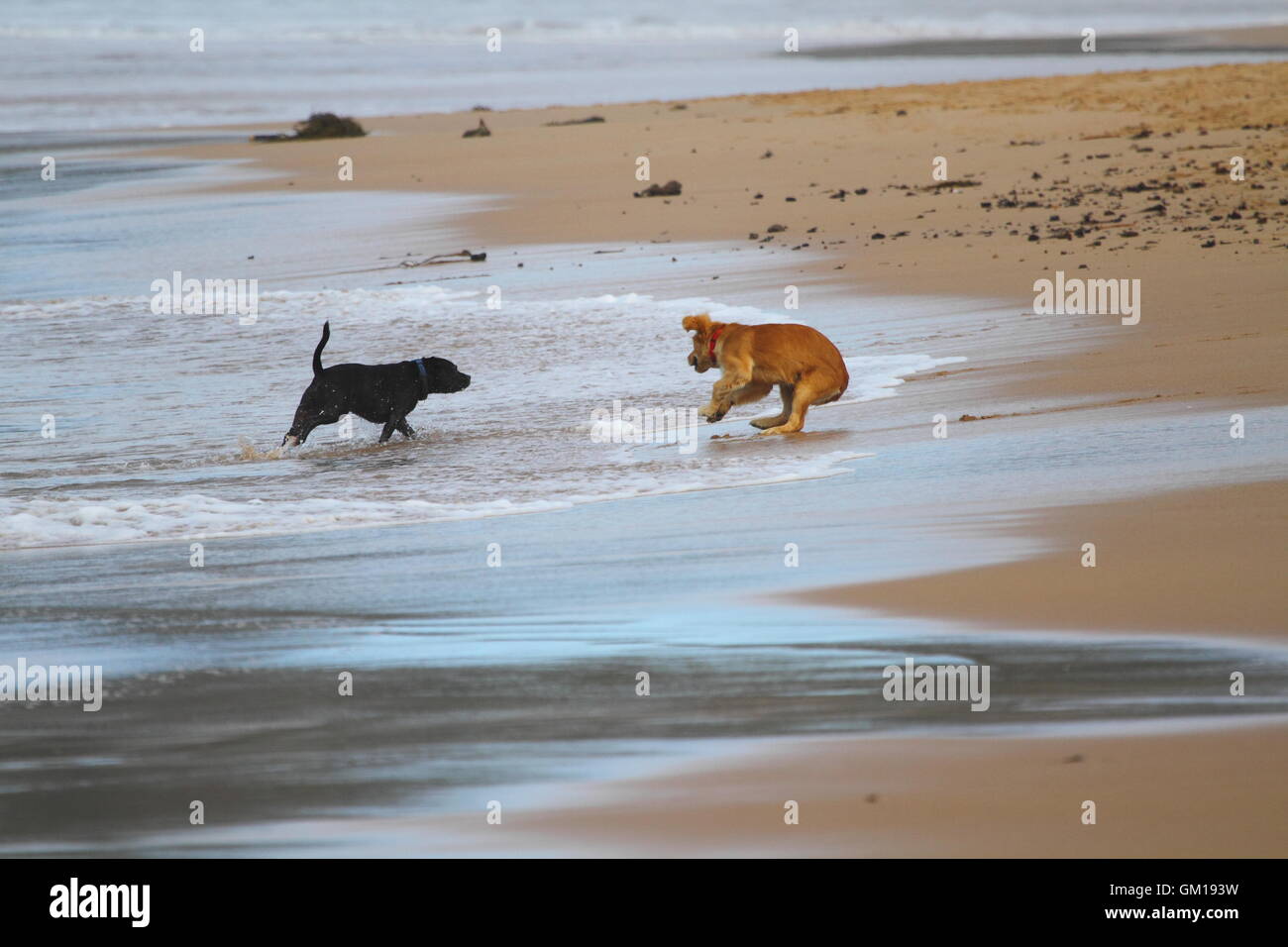 Two dogs playing in the water and sand on a beach in New South Wales, Australia. Stock Photo