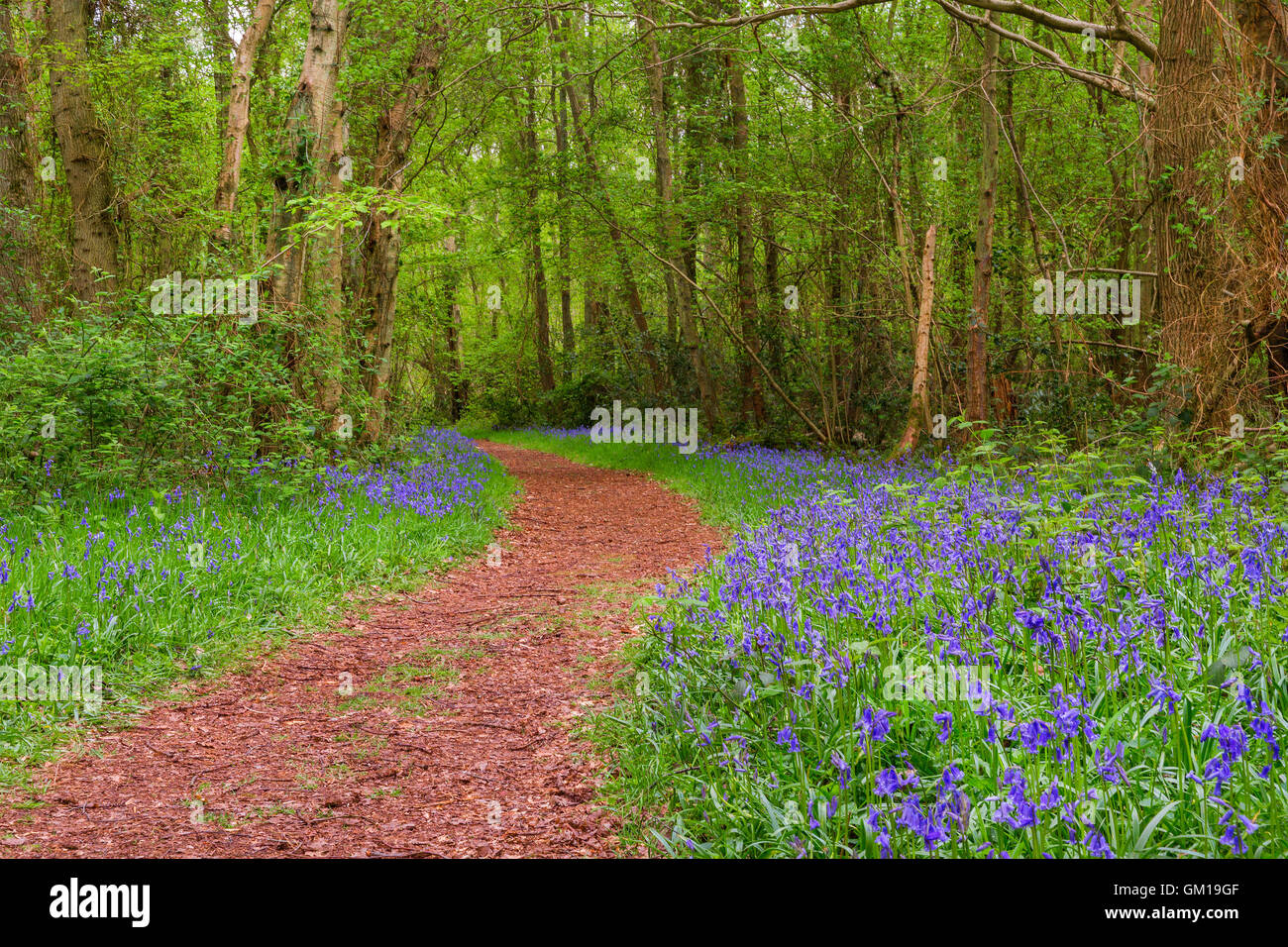 A walk with the Blue bells Stock Photo