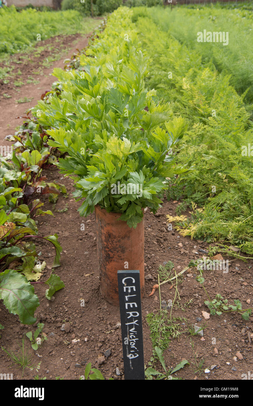 Row of Celery 'Victoria' (Apium graveolens) Growing out of Vintage Terracotta Tube on an Allotment in Somerset, England, UK Stock Photo