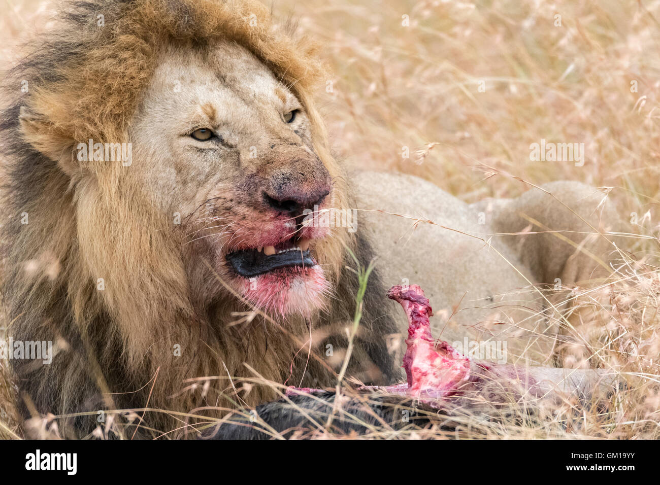safari, kenya, nature, wildlife, wildebeest, africa, african, masai, mara, eating, dead, lion, cat, plains, wild, king, carcass, Stock Photo