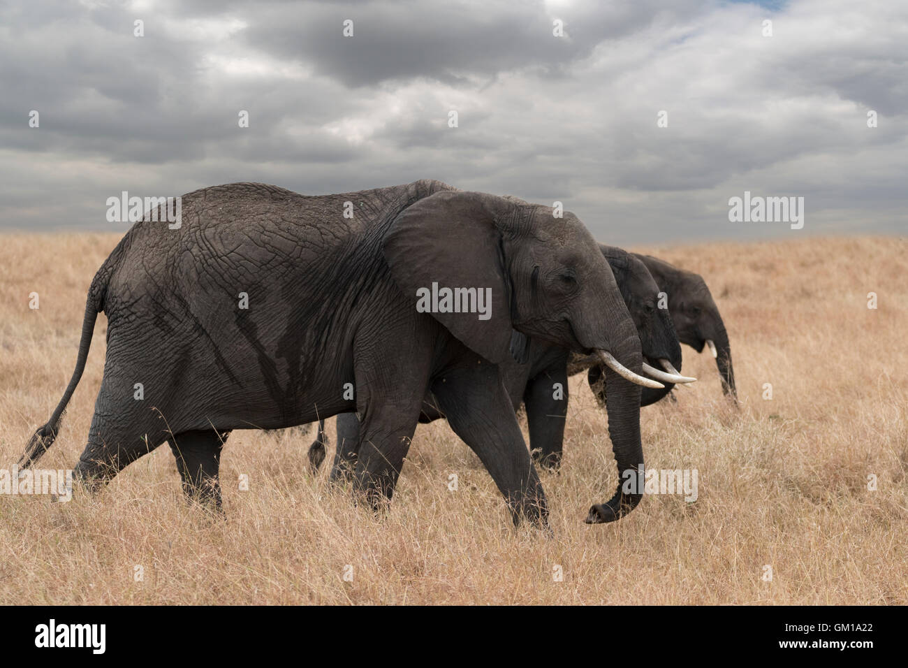 elephant, african, africa, wildlife, nature, animal, mammal, safari, wild, trunk, large, big, national, tusks, grass, park,ivory Stock Photo